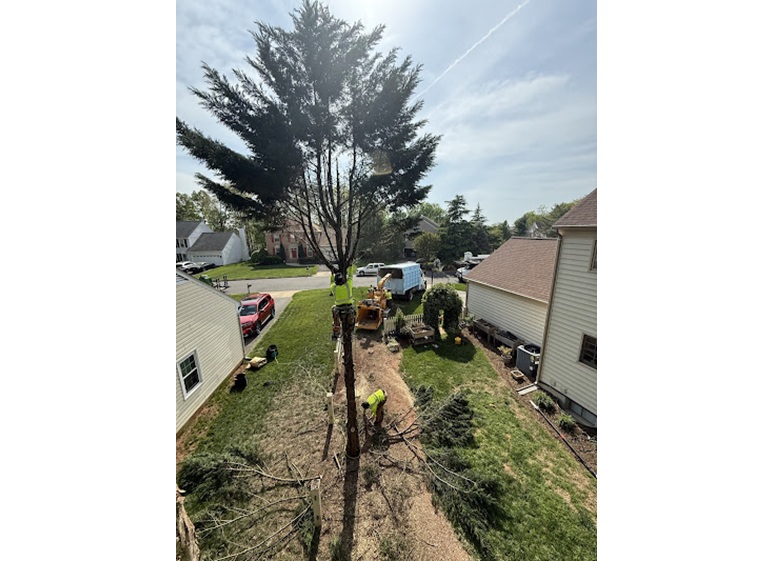 united tree services 4