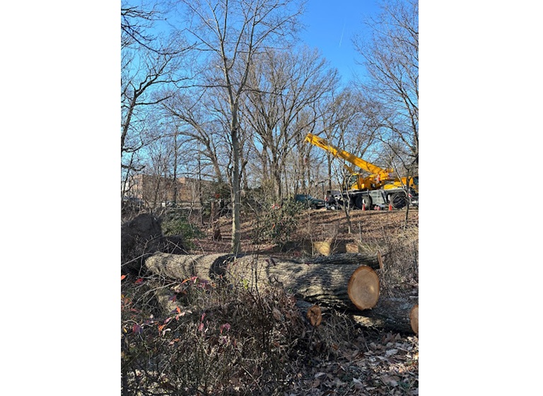 united tree services 5