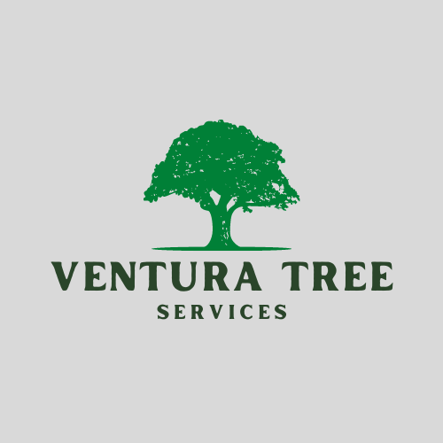 ventura tree