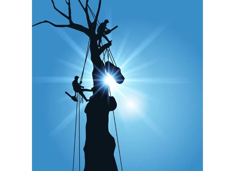 west hollywood tree service 1