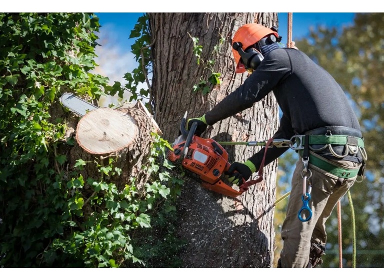 west hollywood tree service 2
