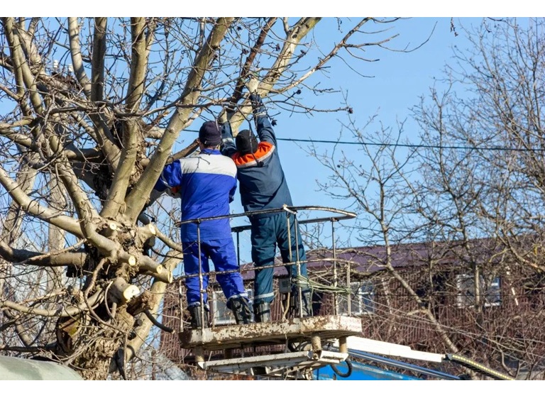 west hollywood tree service 3