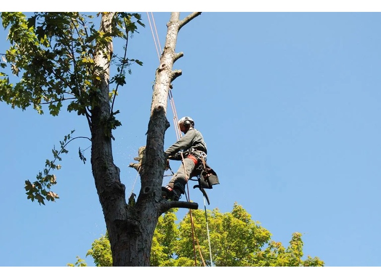 west hollywood tree service 4