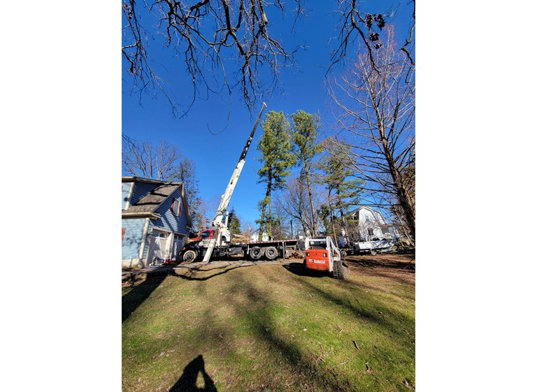 white oak tree expert 1