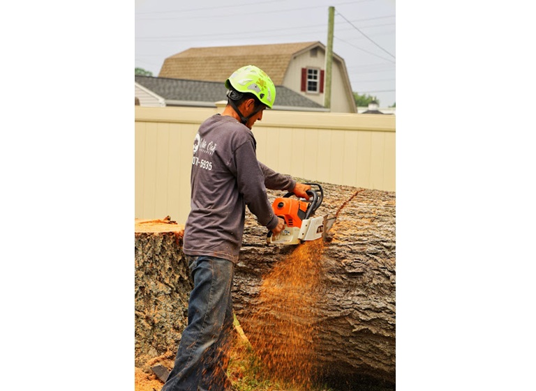 white oak tree expert 2