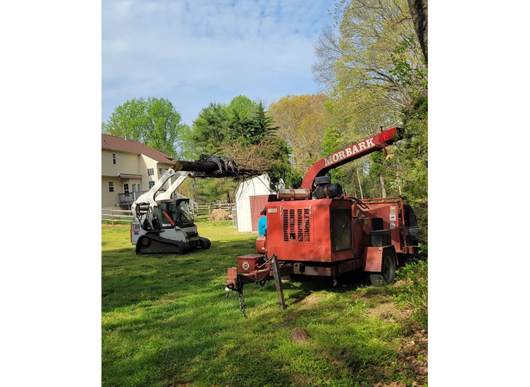 white oak tree expert 3