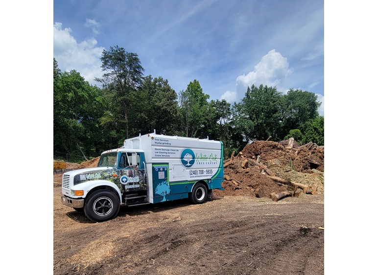 white oak tree expert 4