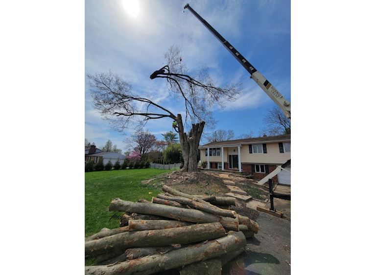 white oak tree expert 5