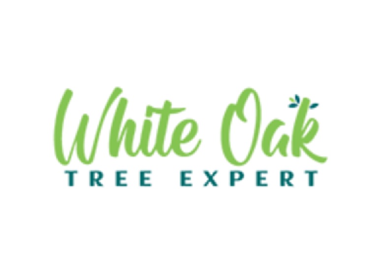 white oak tree expert logo