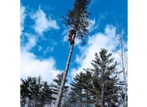 Tree climber ascending tall pine under blue sky.