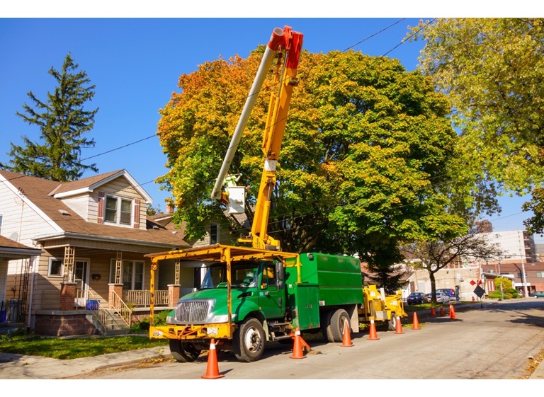 worcester tree service pros 3