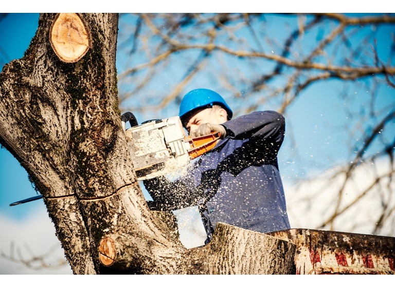 worcester tree service pros 4