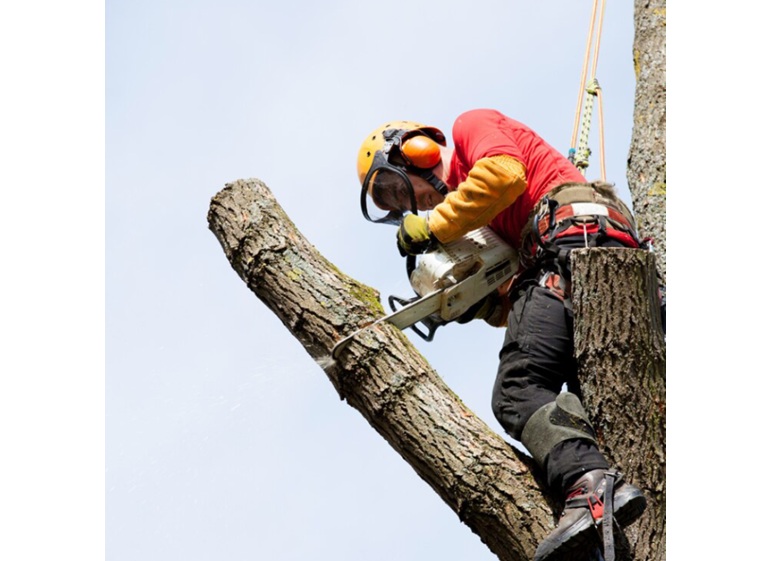 xtreme tree clearing 1